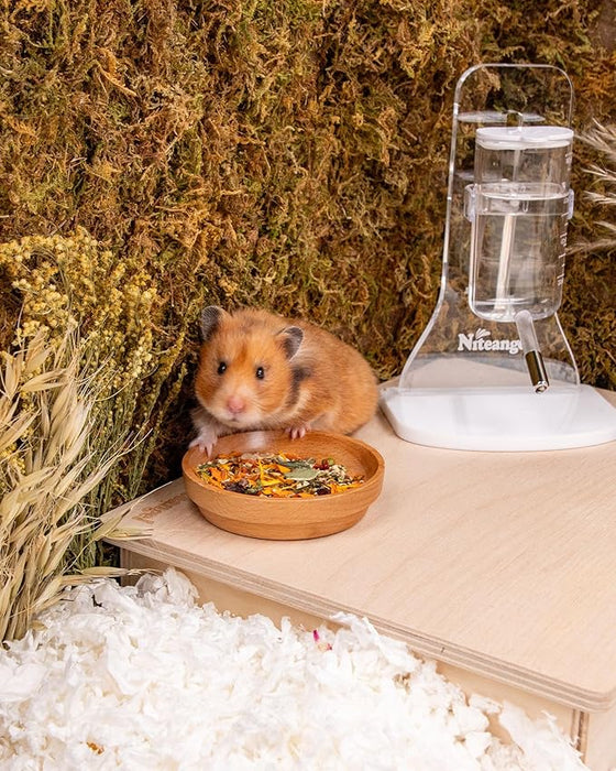 Best treats for syrian hamsters hotsell